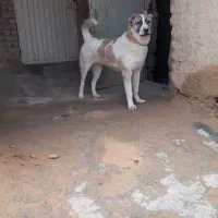 فروش|سگ|خمین, |دیوار