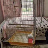 فقط بزرگ باپایهه