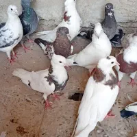 کبوتر رنگی|پرنده|شادگان, |دیوار