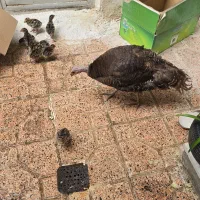 بوقلمون با جوجه هاش و جوجه لاری مرغ و خروس