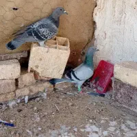 کبوتر مگس