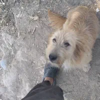 سگ امانت گم شده