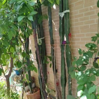 کاکتوس|گل و گیاه طبیعی|بندر گناوه, |دیوار