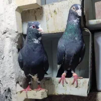 کفتر