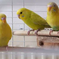 پرنده تزیینی|پرنده|اصفهان, باغ کاران|دیوار