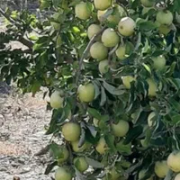 خریدار سیب ضایعات