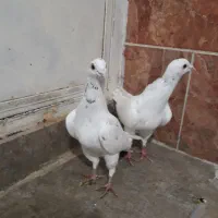 سرور پلاکی|پرنده|شیراز, شریفآباد|دیوار