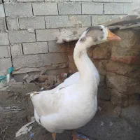 غاز|حیوانات مزرعه|گمیشان, |دیوار