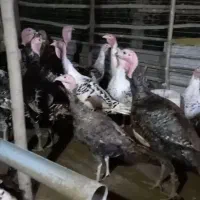 بوقلمون و مرغ محلی و تخم بوقلمون نطفه دار|حیوانات مزرعه|شلمان, |دیوار