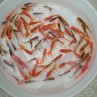 ماهی گلی|ماهی|بابل, |دیوار