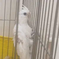 جوجه عروس هلندی آلبینو