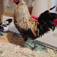 خروس گلین اصیل