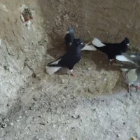 کفتر|پرنده|نیشابور, فضل|دیوار