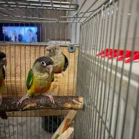 فروش جوجه گرینچیک