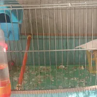 یک جفت فنچ وبا وسایل|پرنده|پیشوا, |دیوار