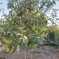 شهر-ابریشم-باغ-500متری