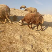 یک عدد شک داشتی آبستن بخدا حرف نداره برا داشت|حیوانات مزرعه|دره شهر, |دیوار