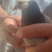 کبوتر شازده ، کله ای ، پلاکی ، تهرانی