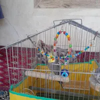 طوطی عروس رام|پرنده|رشت, حمیدیان|دیوار