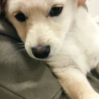 سگ پامر روباهی