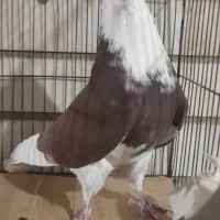 4تا کفتر نر پرش سنگین|پرنده|ری, شهرک نظامی|دیوار