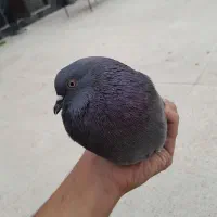 کفتر سبز
