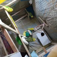 مرغ عشق|پرنده|سراوان, |دیوار