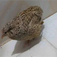 چهار عدد بلدرچین سالم وسلامت فقط آگهی رو بخون|حیوانات مزرعه|تهران, کیانشهر|دیوار