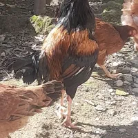 خروس دورگه|حیوانات مزرعه|مینودشت, |دیوار