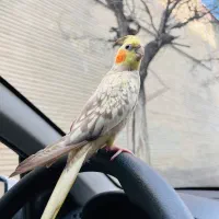 عروس هلندی گمشده|حیوانات|اندیشه, اندیشه فاز ۱|دیوار