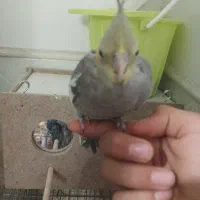 یک جفت عروس هلندی مولد ویک جوجه دستی