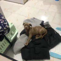 واگذاری سگ پیت بول امریکایی|سگ|تهران, جردن|دیوار