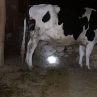 گاو