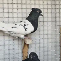 جفت کله سیاه|پرنده|مرودشت, فاز دوم شهرک فرهنگیان|دیوار