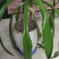 گل طبیعی|گل و گیاه طبیعی|اصفهان, خواجه عمید|دیوار