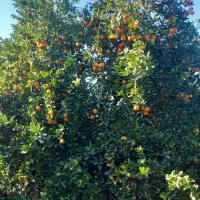 اجازه نیم هکتار زمین جا