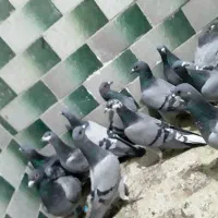 حدودا۲۰تاکفتر سبز المانی ودورگ و۳۰تاتهرانی ودورگ|پرنده|مشهد, شهید بصیر|دیوار