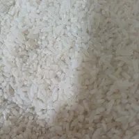برنج ولاشه برنج هاشمی گیلان