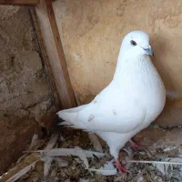 کفتر کبوتر پرنده