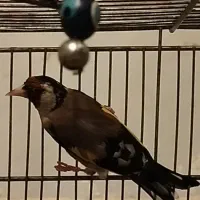 سهره دوساله جوجه قفس|پرنده|بروجرد, |دیوار