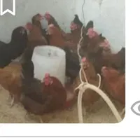 مرغ وخروس  وبوقلمون