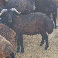 بره نر مناسب برای قوچ و کشتاری|حیوانات مزرعه|تهران, بهارستان|دیوار