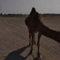 فروش یک نفر شتر|حیوانات مزرعه|قلعه گنج, |دیوار