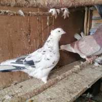 کبوتر|پرنده|قم, باجک یک|دیوار