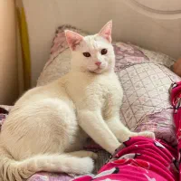 گربه سفید|گربه|ملارد, |دیوار