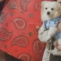 اشپیتز نر|سگ|بندرعباس, |دیوار