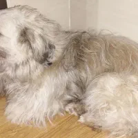 بچه خوبیه سک ارمه حرف گوش کن هم هسته