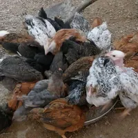 جوجه گلپایگانی|پرنده|جوادآباد, |دیوار