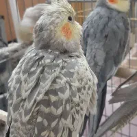 عروس هلندی|پرنده|ری, سیزده آبان|دیوار