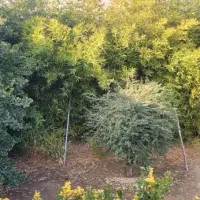 220-متر-زمین-داخل-بافت-سند-و-جواز-ساخت-سهیلیه